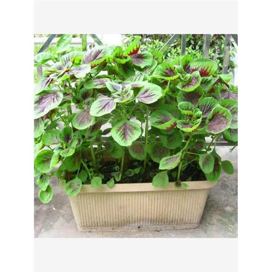 【今年新种】红苋菜种子汉菜籽四季蔬菜红圆叶苋菜柳叶盆栽菜种子,淘宝优惠券,粉丝福利购,淘宝优惠卷