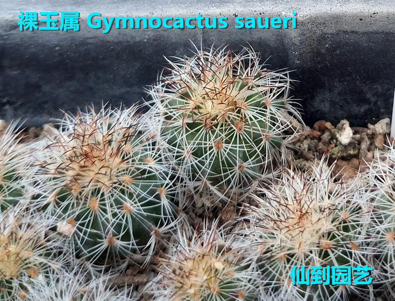 裸玉属 Gymnocactus saueri 实生球 白色圆形球体 仙人球阳台窗台 - 图2