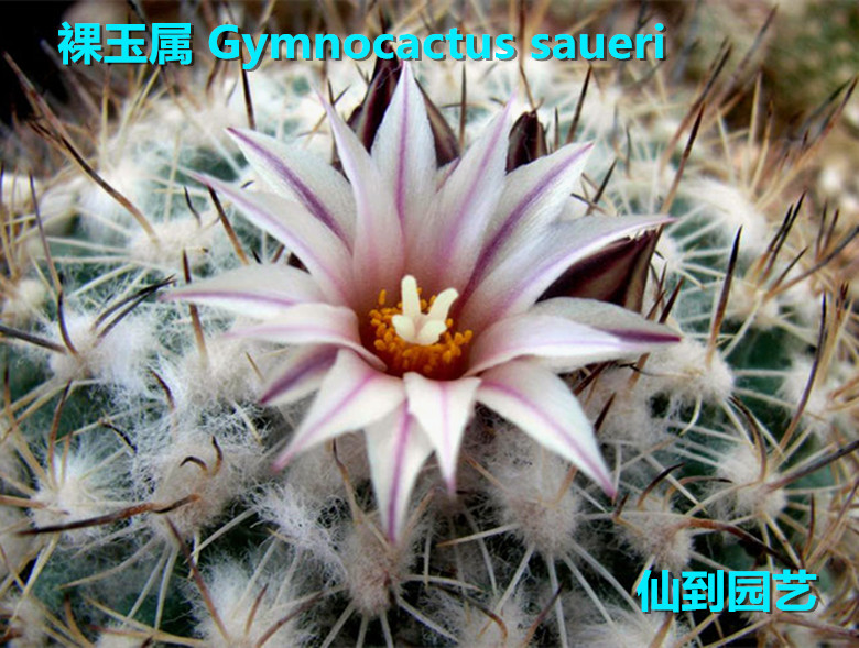 裸玉属 Gymnocactus saueri 实生球 白色圆形球体 仙人球阳台窗台 - 图0