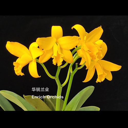 华锐兰业 日本进口 金黄色多花卡特兰 金色波浪 Rth.Golden Spray - 图0