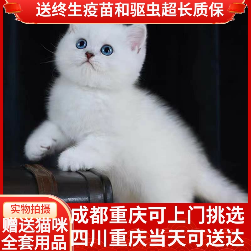 英短蓝猫宠物活物猫咪活幼体加菲猫幼猫折耳美短布偶缅因小猫幼崽-图0