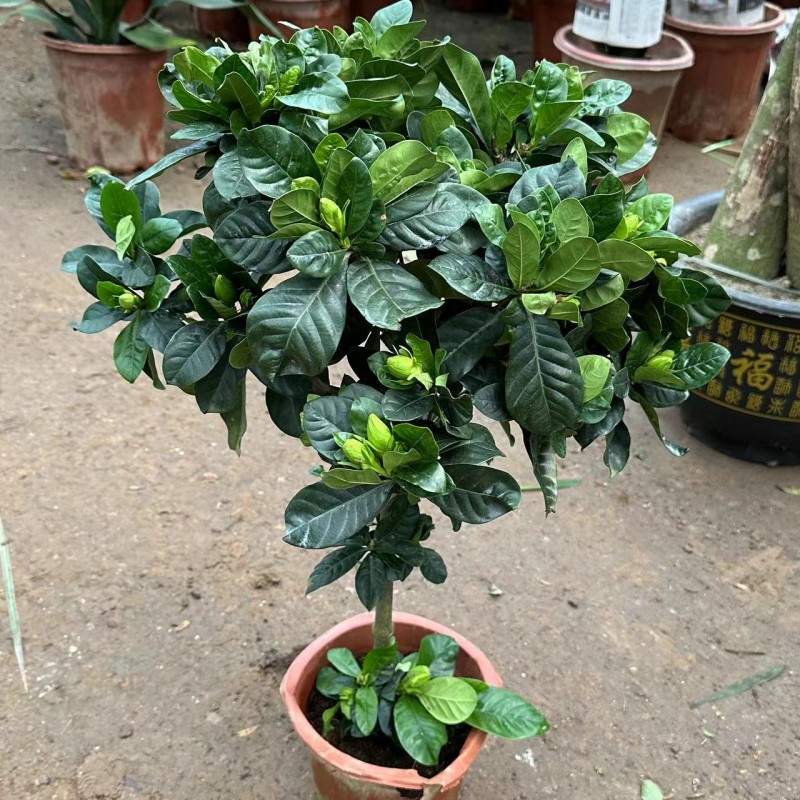 栀子花盆栽花卉植物室内带花苞阳台水培绿植浓香型吸甲醛四季好养 - 图2