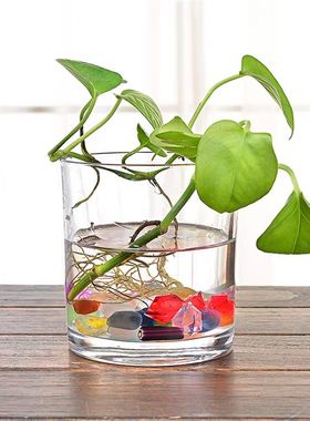 植物透明绿萝正方形容器水培花盆