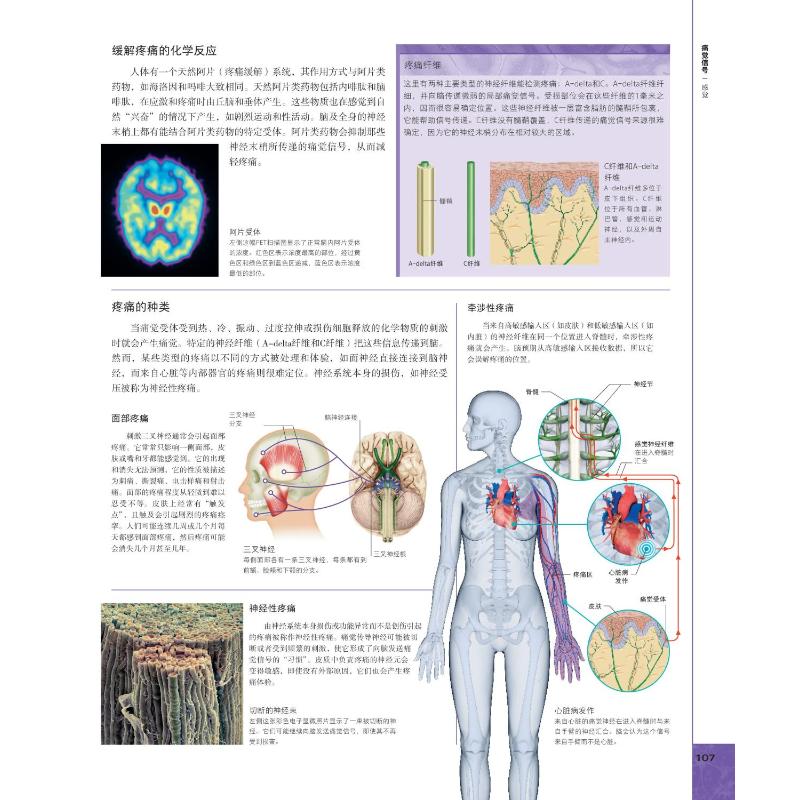 【新华文轩】DK大脑百科 关于大脑解剖结构、功能和疾病的图解指南 第3版 (英)丽塔·卡特 等 正版书籍 新华书店旗舰店文轩官网 - 图0