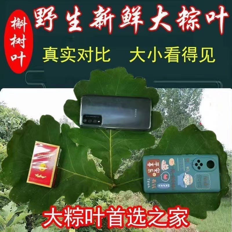 新鲜菠萝叶大号包粽子的叶子槲叶现采柞树叶玻璃叶家用端午节粽叶-图0