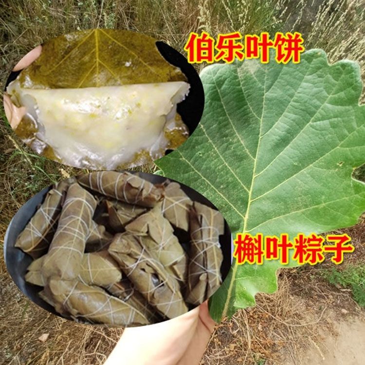 新鲜菠萝叶大号包粽子的叶子槲叶现采柞树叶玻璃叶家用端午节粽叶-图2