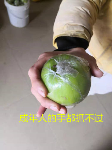 台湾大青枣苗苹果枣苗雪丽枣苗蜜丝枣苗牛奶枣苗南方水果苗 - 图1