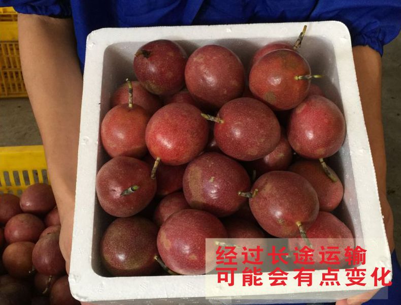广西热带新鲜现摘精装百香果图片_3