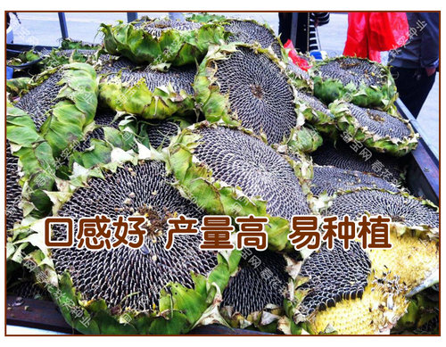 大粒食用向日葵种子 春夏四季播大瓜籽 盆栽蔬菜葵花籽高产耐旱孑 - 图1