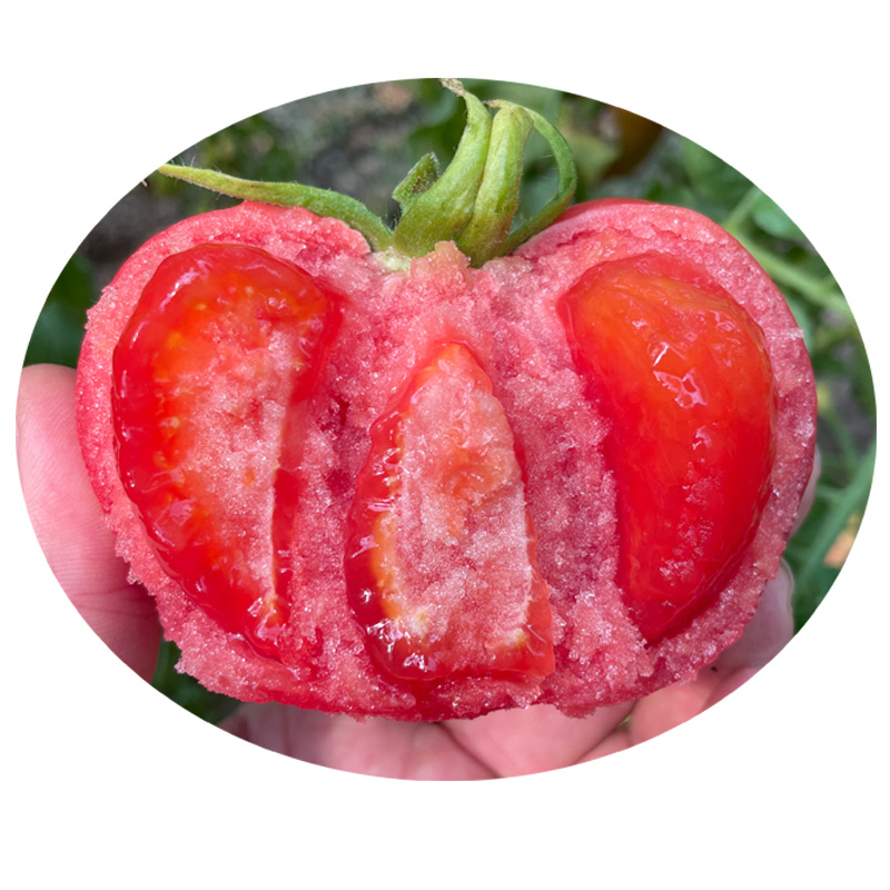 金粉丽人香甜沙瓤水果番茄种子 春秋季播蔬菜西红柿籽 盆栽菜园孑