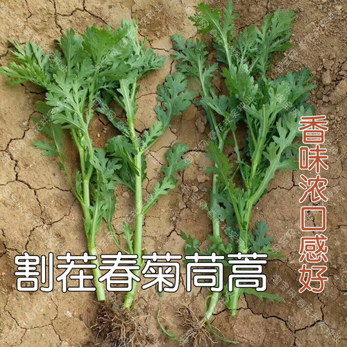 光杆大叶小叶茼蒿种子 春夏秋四季蔬菜种子 阳台盆栽大田茼蒿光杆 - 图0