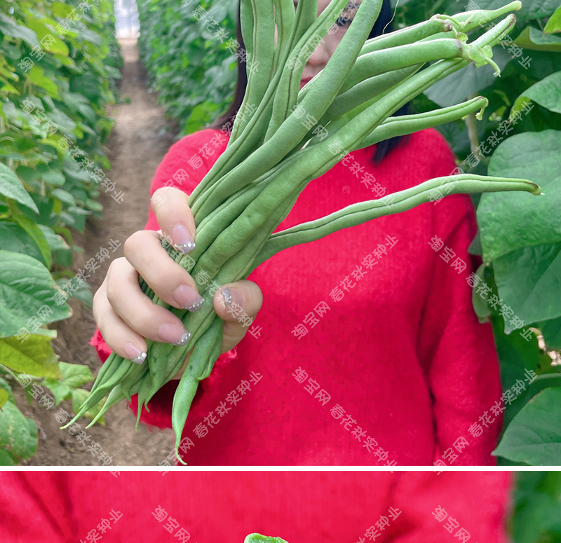 无筋架豆王种子 春秋季蔬菜豇豆种籽 菜园阳台盆栽大田豆角高产孑 - 图0