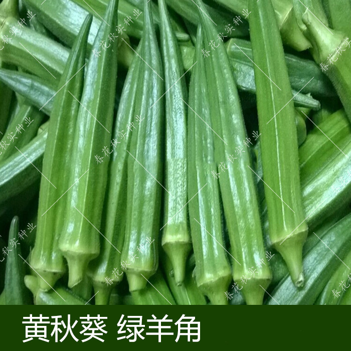 美味黄秋葵种子 春夏秋四季播蔬菜籽 阳台盆栽菜园油绿鲜嫩水果孑 - 图1