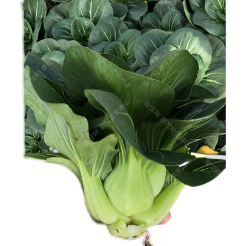 鲜嫩黑美人黑叶青梗菜种子 春秋季播油菜蔬菜籽 口感好易种菜园孑 - 图0