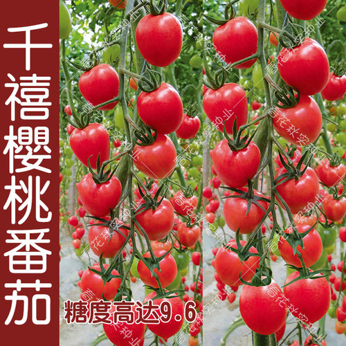 千禧圣女果樱桃小番茄种子 甜水果西红柿 阳台盆栽黑矮生蔬菜籽孑 - 图0