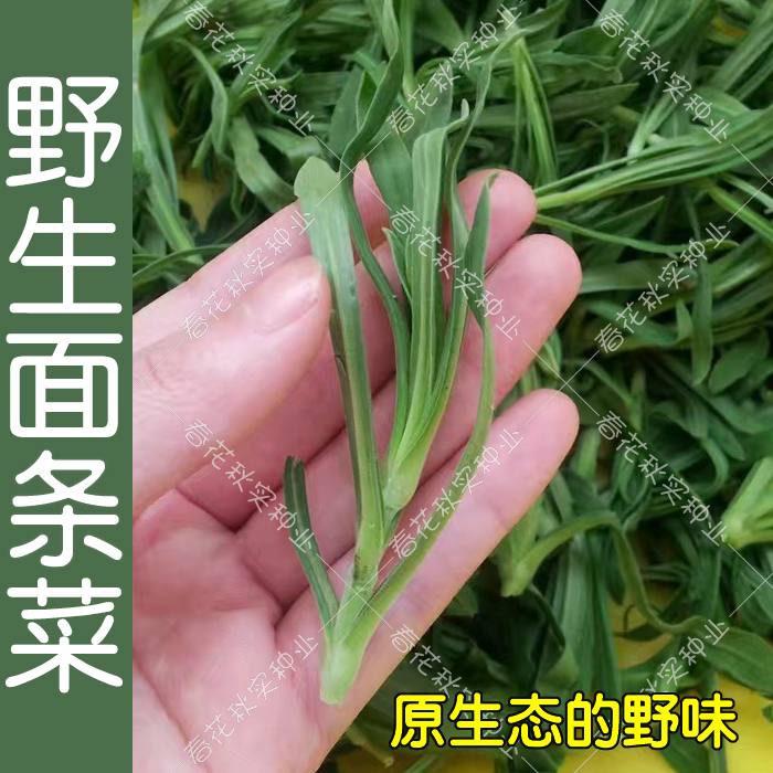 野生野菜马齿苋荠荠菜蒲公英婆婆丁面条菜种子 春秋四季蔬菜种子 - 图1