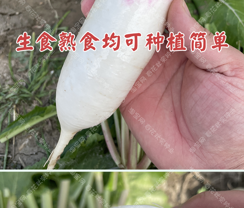 一点红萝卜种子秋季播蔬菜籽耐寒多汁紫红色阳台盆栽菜园易种孑-图1