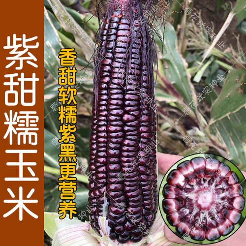 超甜水果玉米种子 四季播蔬菜 冰糖牛奶白粘黑糯五彩草莓籽高产孑 - 图1