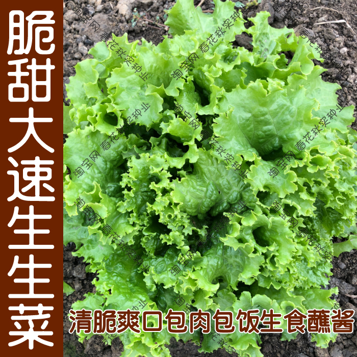 意大利四季生菜种子 春夏秋四季播蔬菜种籽 清脆香爽口阳台盆栽孑 - 图0