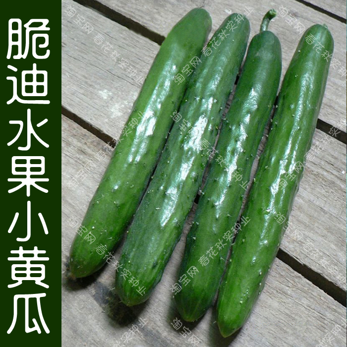 脆迪脆甜水果黄瓜种子春秋季播蔬菜籽阳台盆栽大田绿芯多汁生食-图0