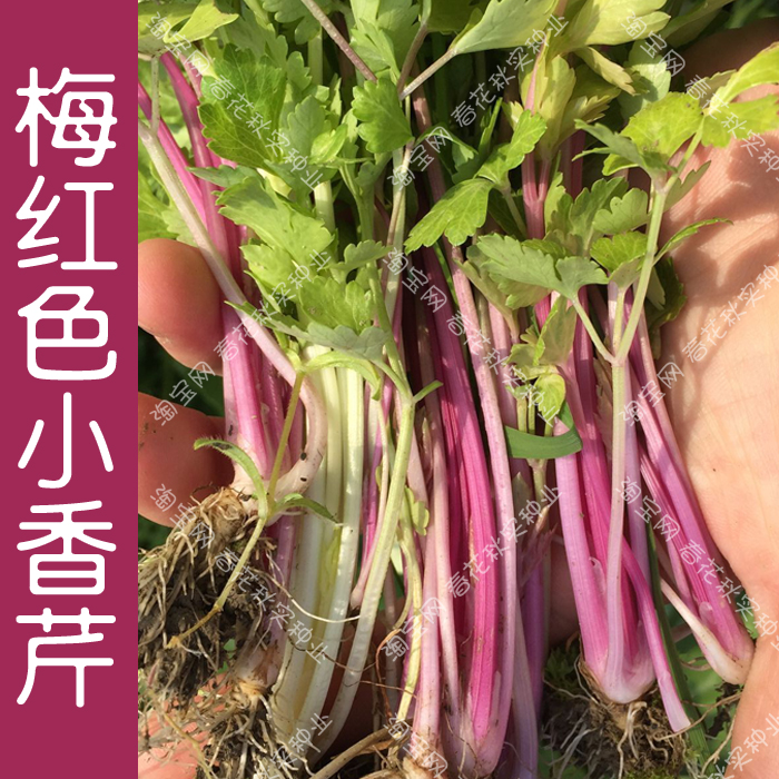 脆嫩四季小香芹芹菜种子根芹鲍芹红白西芹王孑春秋四季播蔬菜籽-图2