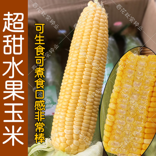 超甜水果玉米种子 四季播蔬菜 冰糖牛奶白粘黑糯五彩草莓籽高产孑 - 图0