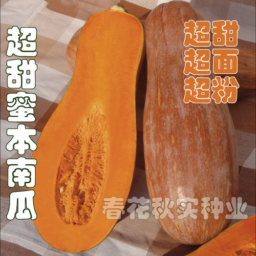 超甜绿板栗红栗甜如蜜奶油蜜本南瓜种子甘面超粉四季播蔬菜籽孑-图2