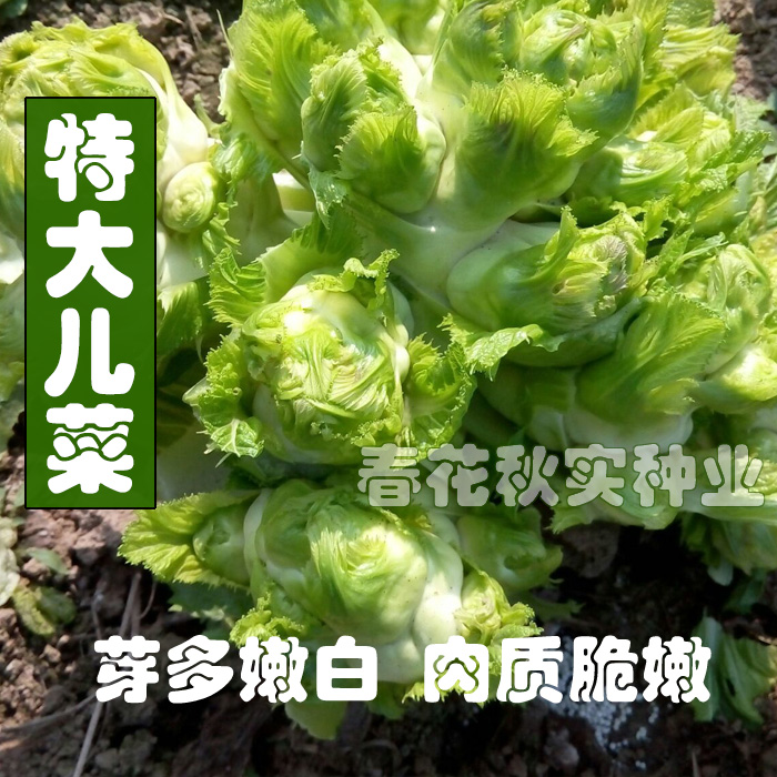 四川特大儿菜种子 肉质脆嫩芽多嫩肥大孑 秋季播蔬菜籽娃娃菜芥菜 - 图1