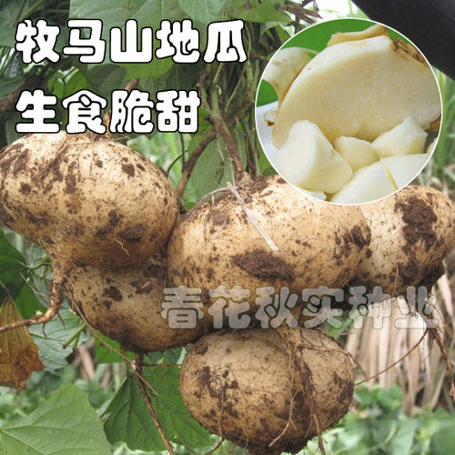 早熟牧马山地瓜种子 沙葛凉茹凉薯蔬菜籽 高产生食无渣脆甜多汁孑 - 图0