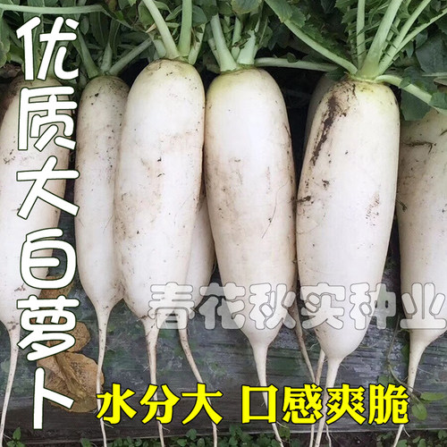 脆甜多汁大白萝卜种子 春夏秋季花叶板叶耐热耐湿 水果蔬菜种籽孑 - 图1