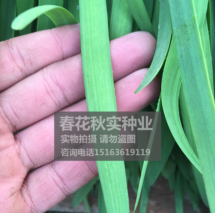 韭菜根苗现挖包活 茎杆粗壮春夏秋四季播蔬菜籽 高产种子易种植孑 - 图1