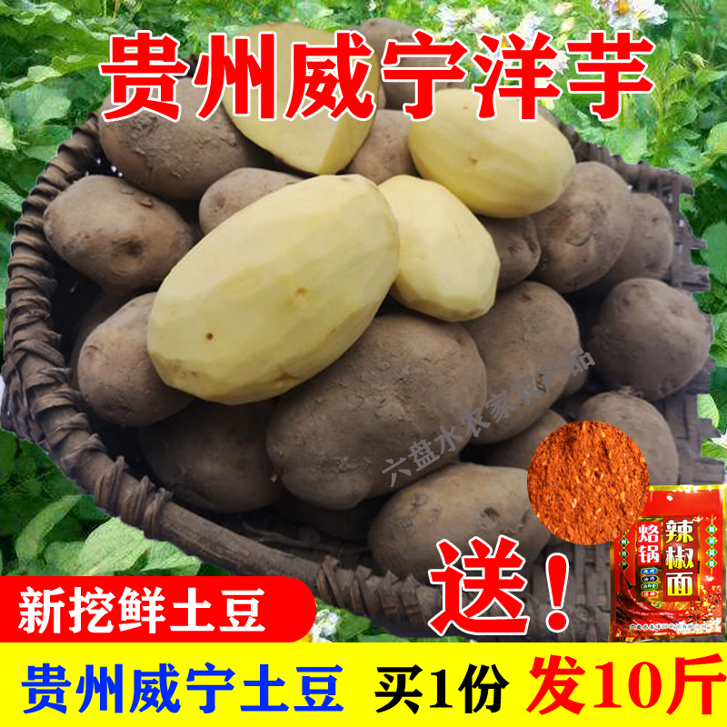 贵州黄心土豆威宁洋芋大土豆马铃薯沙地洋芋新鲜口感面糯10斤包邮-图2