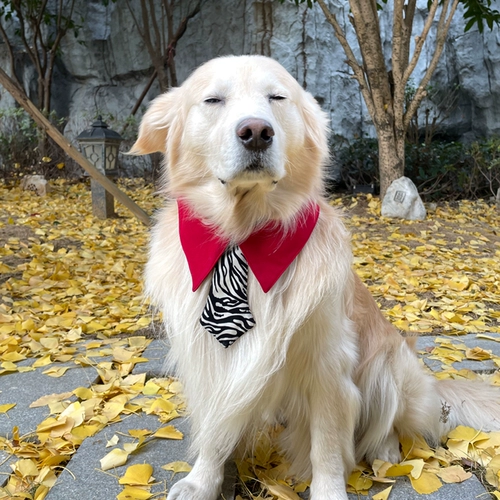 Слюнявчик, аксессуар, милый шарф, нагрудник, подходит для подростков