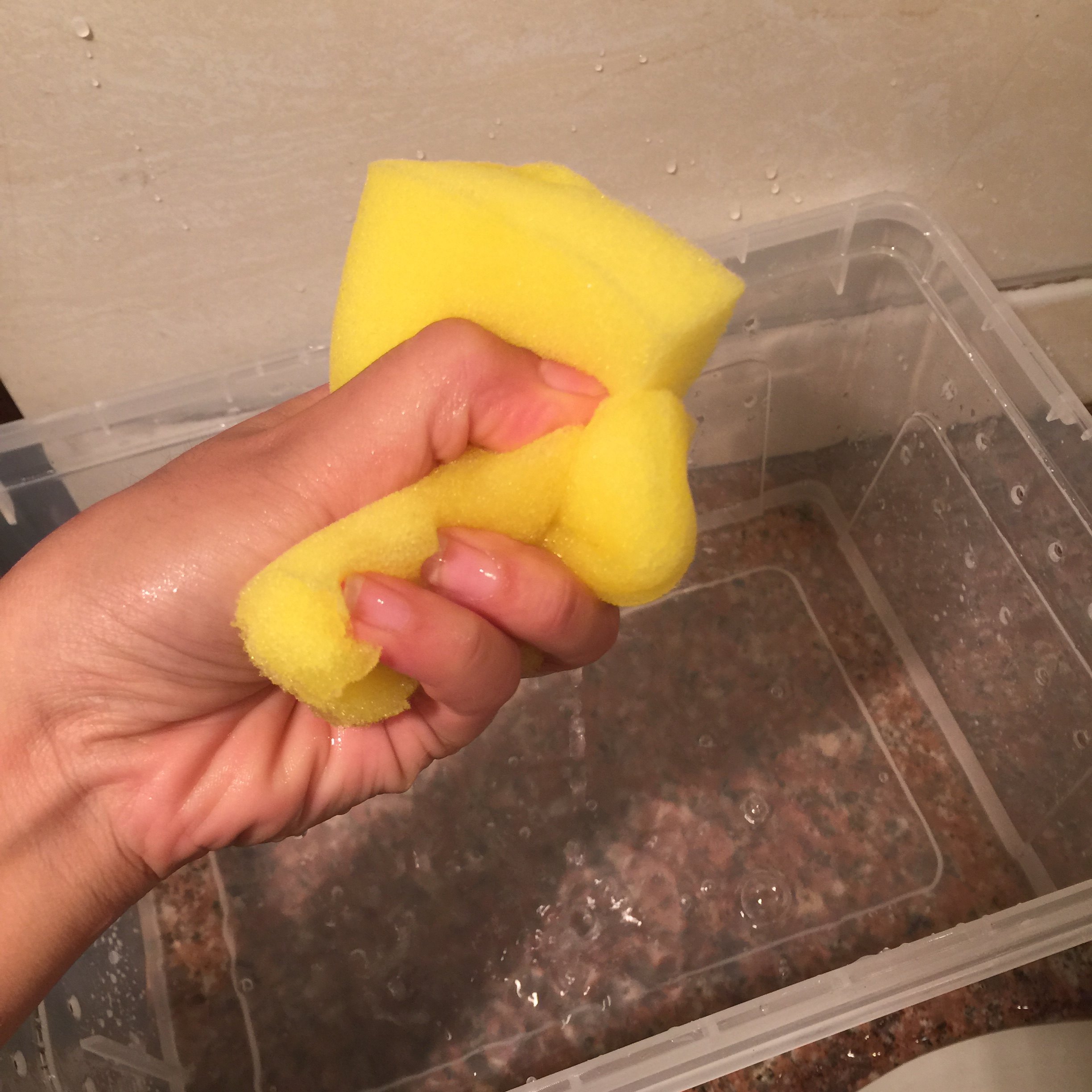 角蛙专用生化棉超细角蛙海绵垫材黄色绿色过滤棉角蛙不伤脚包邮,淘宝优惠券,粉丝福利购,淘宝优惠卷