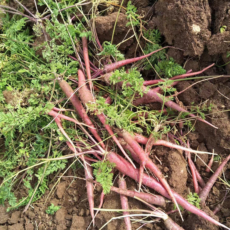 云南有机紫胡萝卜3斤新鲜现挖带土脆爽清甜拇指沙拉小孩孕妇生吃,淘宝优惠券,粉丝福利购,淘宝优惠卷