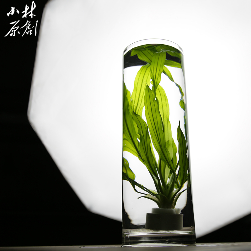 浪叶皇冠水草入门新手耐阴大鱼缸金鱼水族箱水培水生植物净化水质 - 图2