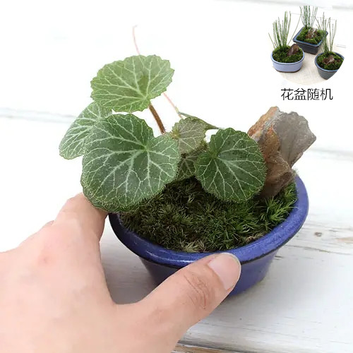 虎耳草假山造景绿植阳台盆栽雨林生态缸水边水旱盆景吸水石植物 - 图3