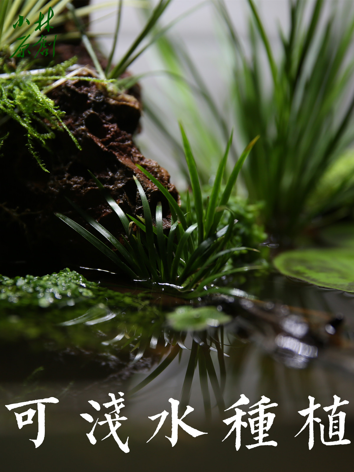 水上水草挺水植物溪流沼泽水生水菖蒲火山石定植龟缸雨林浅水造景 - 图2