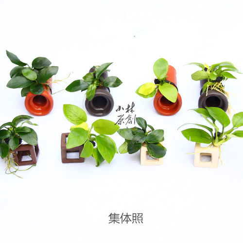 小林原创 易养水草 小缸 迷你缸造景 鱼虾窝 手造陶器土管水榕 - 图0