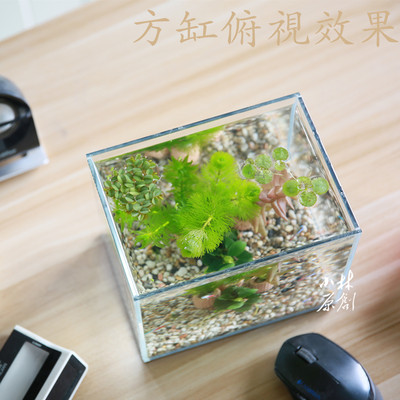 金鱼圆缸热带鱼小缸真水草造景耐低温水草易养金鱼藻蜈蚣草小水榕 虎窝淘