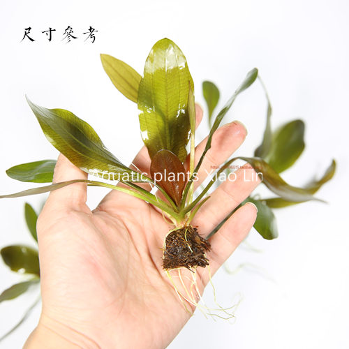 真水草活体金鱼水草红旦青旦头水族箱鱼缸装饰造景阴性简单懒人草 猪猪淘宝优惠券 和好朋友一起省钱 真水草活体金鱼水草红旦青旦头水族箱鱼缸装饰造景阴性简单懒人草 猪猪淘宝优惠券 和好朋友一起省钱