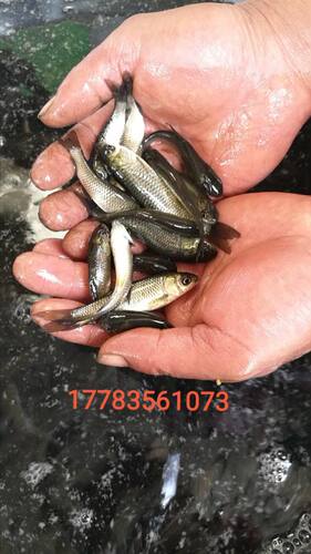 草鱼3-5厘米5-7厘米8-10厘米鱼苗四大家鱼淡水食用养殖重庆永川 - 图0
