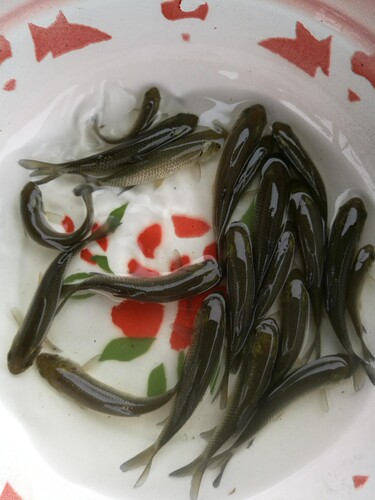 草鱼3-5厘米5-7厘米8-10厘米鱼苗四大家鱼淡水食用养殖重庆永川 - 图1