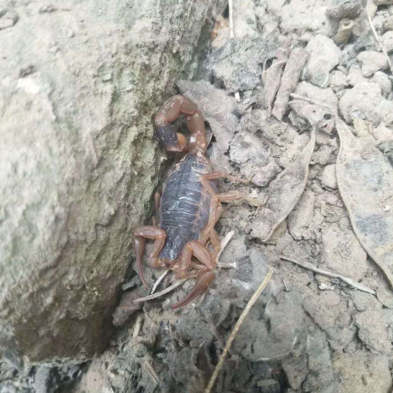 买十送一40元包邮活蝎子药用沂蒙十足全蝎宠物蝎子活体泡酒食用-图0