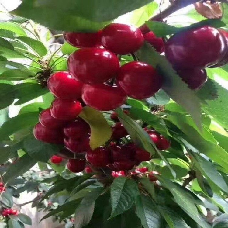 巴西樱桃苗樱桃苗可盆栽庭院种植带叶带泥杯发货巴西樱桃树苗包邮,淘宝优惠券,粉丝福利购,淘宝优惠卷