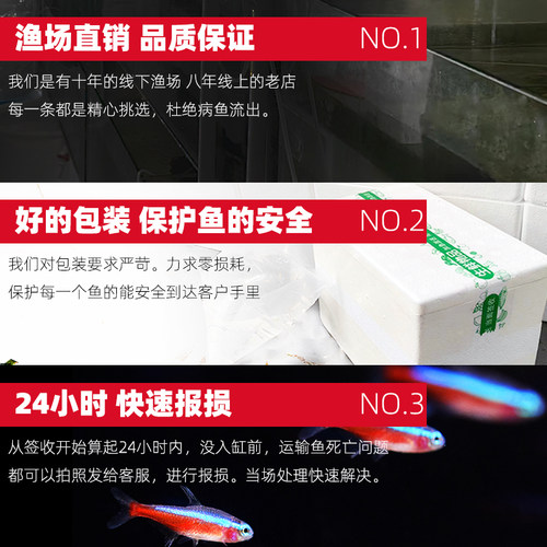 珍珠马甲球鱼珍珠马甲鱼球型鱼中小型鱼淡水鱼热带鱼观赏鱼活体鱼 - 图1