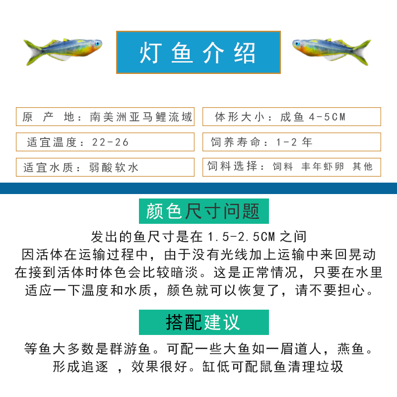 红绿灯鱼小型淡水热带观赏鱼宝莲灯孔雀斑马鱼天使鱼活体鱼苗好养 - 图2