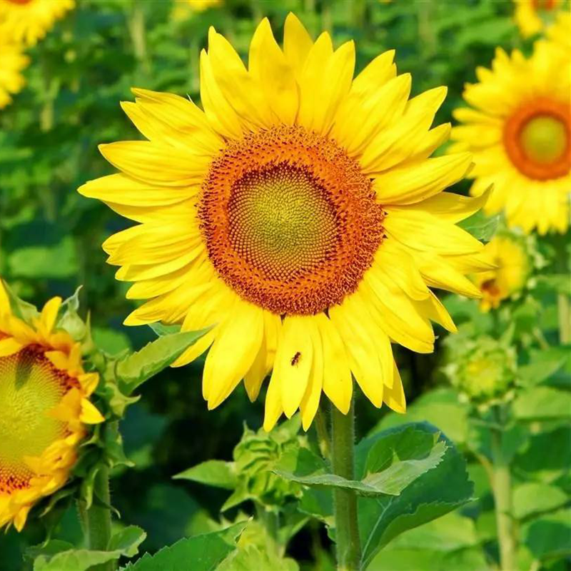 向日葵种子观赏食用花店切花葵花油葵矮秆迷你小室内外阳台盆栽孑