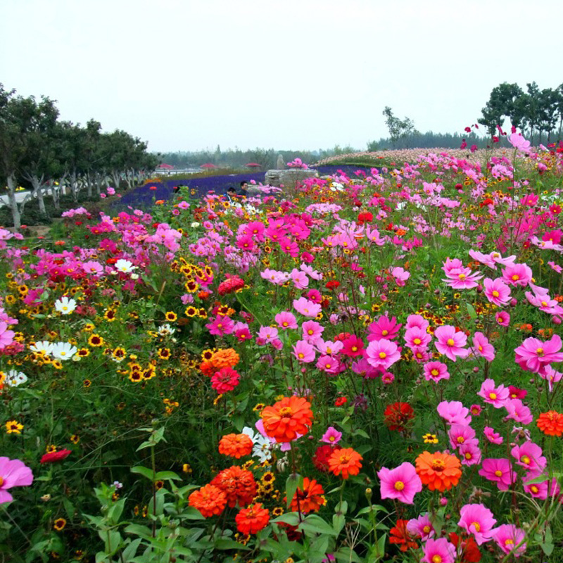 多年生四季野花组合种子开花播种草花花卉籽易活波斯菊百日草花海 - 图0