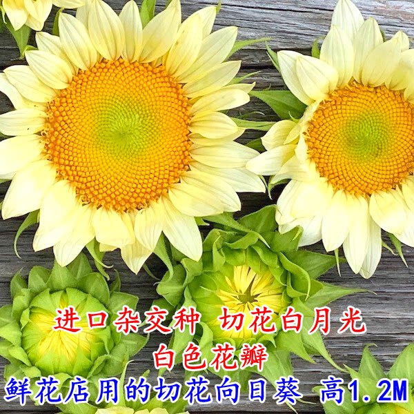 向日葵种子观赏食用花店切花葵花油葵矮秆迷你小室内外阳台盆栽孑